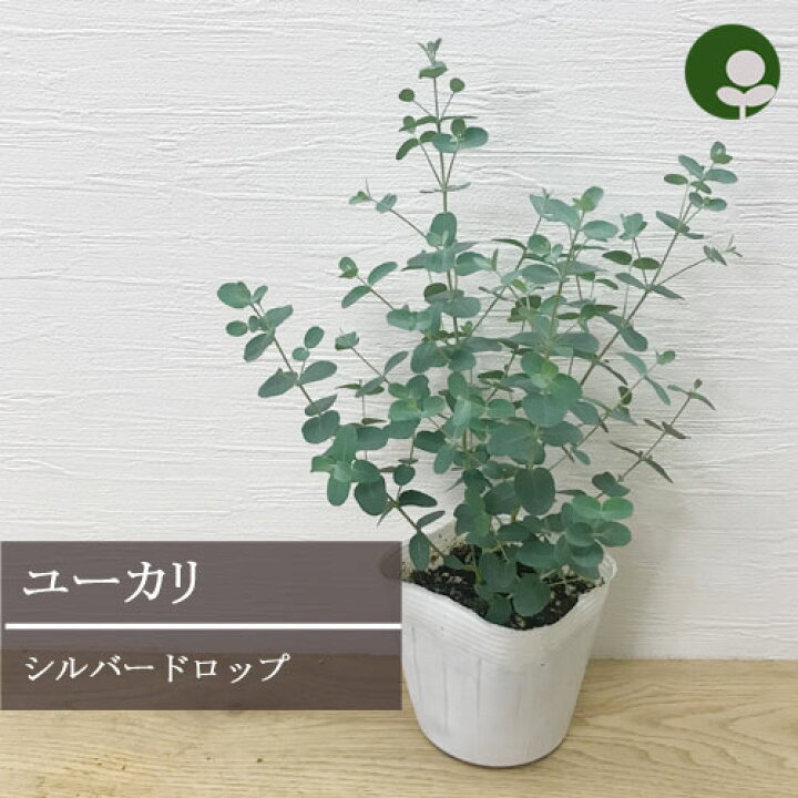 楽天市場 ユーカリ シルバードロップ 3 3 5号ポット苗花苗 花木苗 庭木 カラーリーフ 香り 花みどりマーケット 楽天市場店