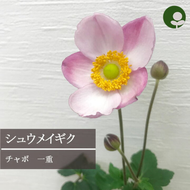 楽天市場 秋明菊 シュウメイギク チャボ 一重 ピンク花 3号ポット苗花苗 苗 宿根草 多年草 秋 ピンク 耐寒 耐暑 日陰 シェード 花みどりマーケット 楽天市場店