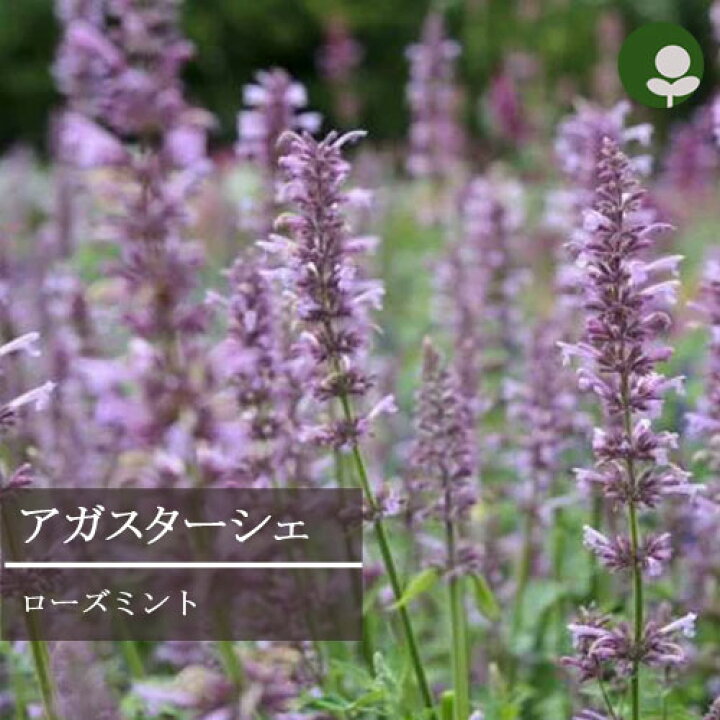 楽天市場 アガスターシェ ローズミント 3号ポット苗 花苗 多年草 宿根草 花みどりマーケット 楽天市場店