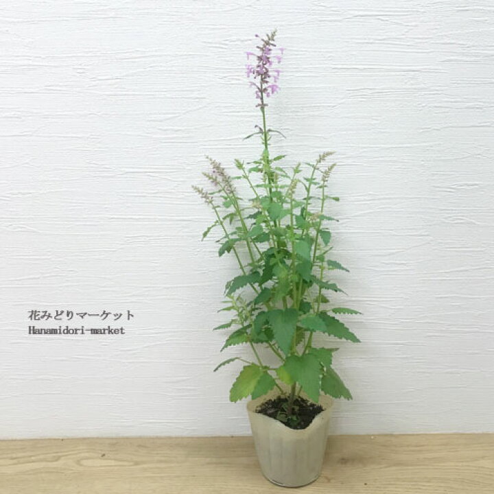 楽天市場 アガスターシェ ローズミント 3号ポット苗 花苗 多年草 宿根草 花みどりマーケット 楽天市場店