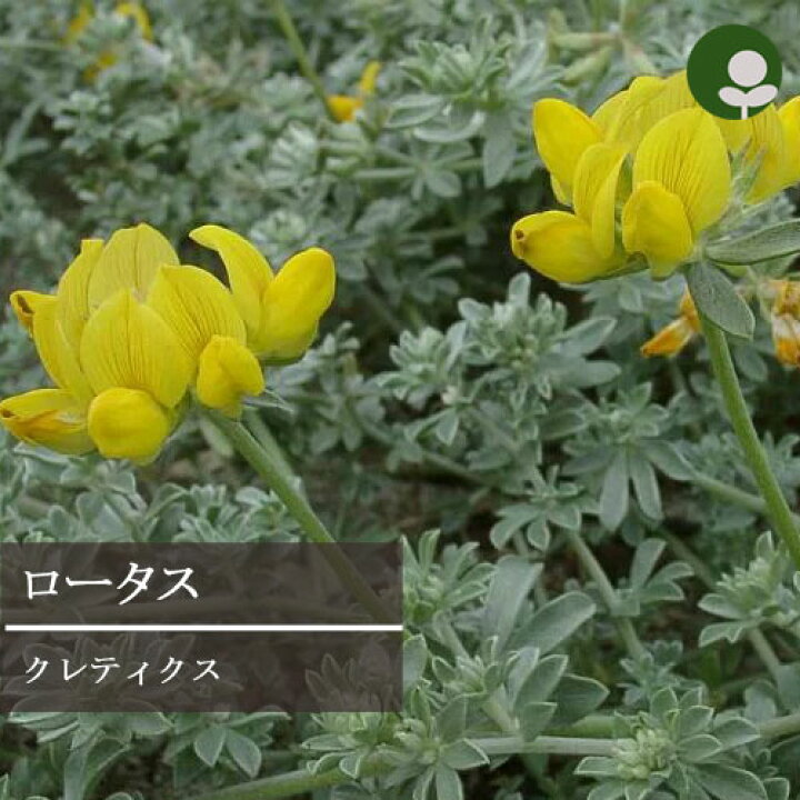 楽天市場 ロータス クレティクス 2 5 3号ポット苗 花苗 常緑 多年草 宿根草 耐寒性 カラーリーフ 花みどりマーケット 楽天市場店