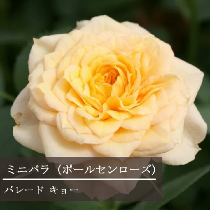 楽天市場 ミニバラ パレード キョー 3 5号ポット苗ポールセンローズ 四季咲き 小輪 薔薇 鉢花 アプリコット 花みどりマーケット 楽天市場店