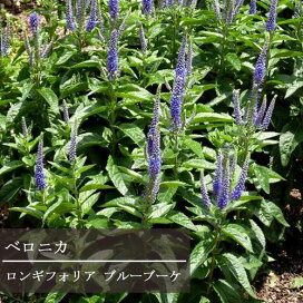 楽天市場 宿根草 多年草 50音順分類 宿根草 多年草 は行 ベロニカ 花みどりマーケット 楽天市場店 楽天市場 宿根草 多年草 50音順分類 宿根草 多年草 は行 ベロニカ 花みどりマーケット 楽天市場店