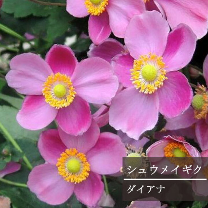 楽天市場 秋明菊 シュウメイギク ダイアナ 3 5号ポット苗イングリッシュガーデン 耐寒 耐暑 日陰 シェード ピンク アネモネ花苗 宿根草 多年草 花みどりマーケット 楽天市場店