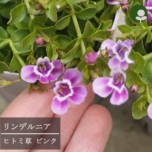 yPi / 3ZbgzfjA qg~\E sN 3|bgcOhJo[ h ԕc N ԕc Ԃ̕c Ԓd 񂹐A