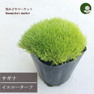 TMi CG[^[t 3|bgcϊ  J[[t ϗtA ԕc N