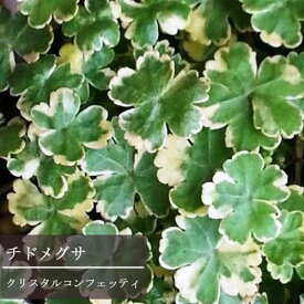 楽天市場 日陰に強いハーブの通販
