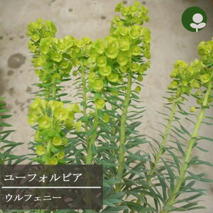 yPi / 3Zbgz[tHrA EtFj[ 3|bgcCObVK[f hCK[f h J[[t ԕc N