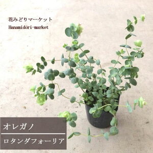 オレガノ 花の人気商品 通販 価格比較 価格 Com