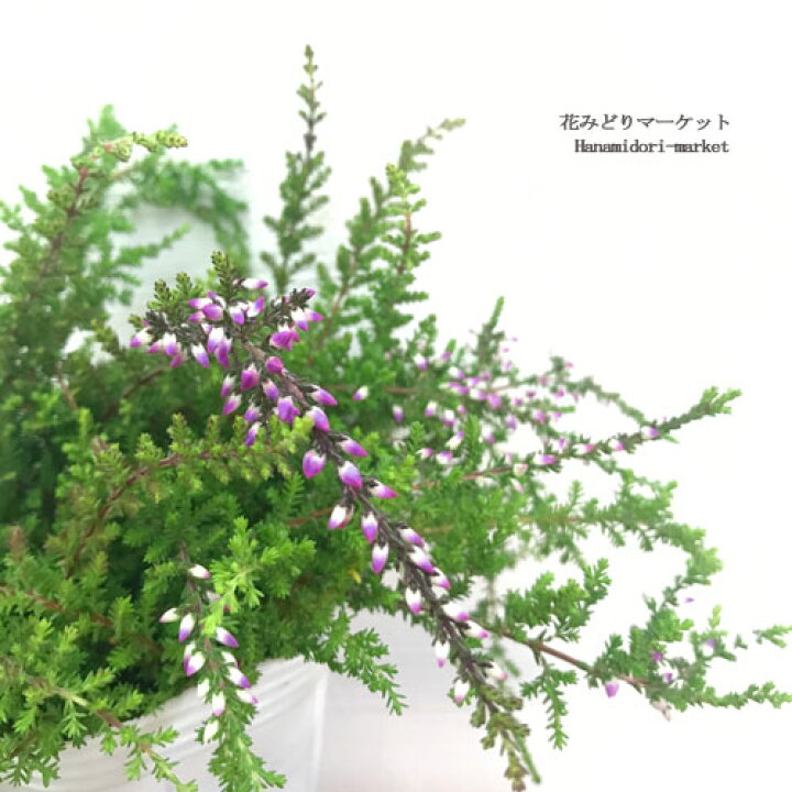 楽天市場 這性カルーナ ガーデンガールズ ウィーピングピンク 2 5号ポット苗花木苗 ハンギング ピンク 耐寒 耐暑 多年草 花みどりマーケット 楽天市場店