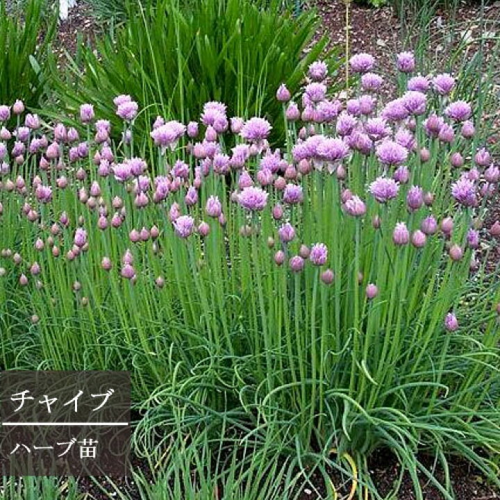 楽天市場 チャイブ 3号ポット苗家庭菜園 ベランダ菜園 香り 宿根草 球根 ハーブ苗 多年草 花苗 花みどりマーケット 楽天市場店