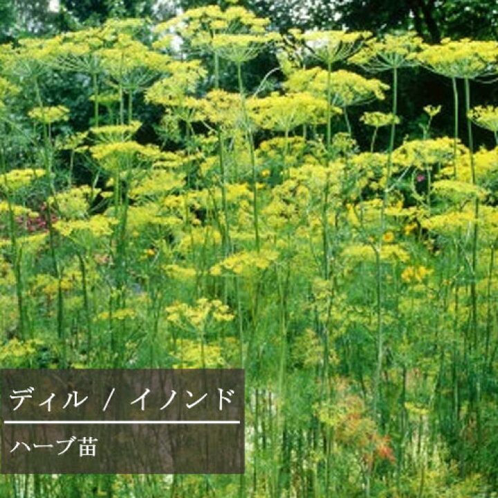 楽天市場 ディル イノンド 3号ポット苗 野菜苗 ベランダ コンテナ 花みどりマーケット 楽天市場店