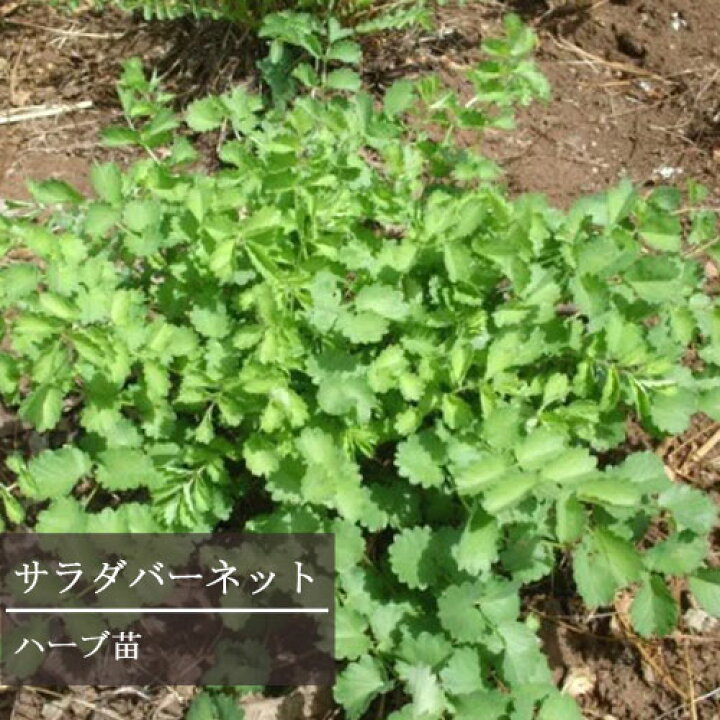楽天市場 サラダバーネット 3号ポット苗ハーブ クッキングハーブ キッチンハーブ 花みどりマーケット 楽天市場店