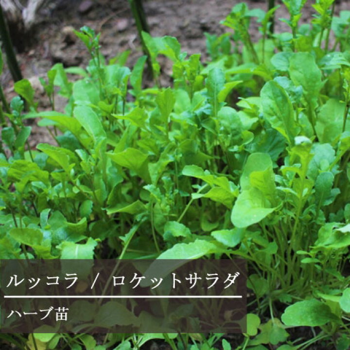 楽天市場 ルッコラ ロケットサラダ 3号ポット苗ハーブ ベランダ菜園 家庭菜園 ハーブ苗 花苗 花みどりマーケット 楽天市場店