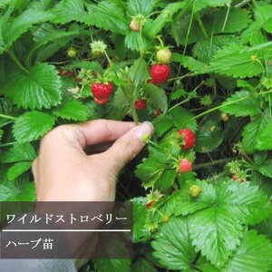 yPi / 3ZbgzChXgx[ 3`3.5|bgcƒ؉ x_؉ N h n[uc ԕc