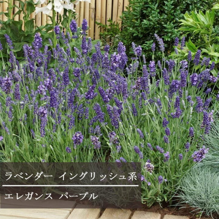 楽天市場 ラベンダー イングリッシュ系エレガンスパープル 3号ポット苗イングリッシュラベンダー 香り 宿根草 花苗 ハーブ苗 ハーブ 多年草 ブルー パープル 花みどりマーケット 楽天市場店