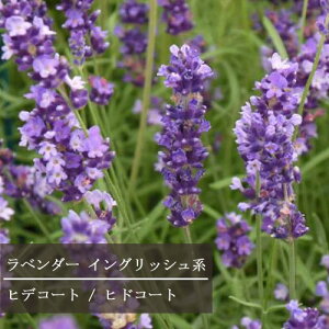 yPi / 3Zbgzx_[ CObVn qhR[g iqfR[gj 3|bgc n[uc CObVK[f  u[K[f ϊ Ϗ ԕc N h CO