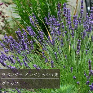 yPi / 3Zbgzx_[ CObVn Ob\ 3|bgcCObVx_[  h CObVK[f n[uc N ԕc