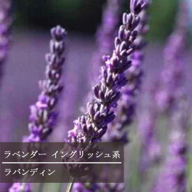 楽天市場 ラベンダー ラバンディン系の通販