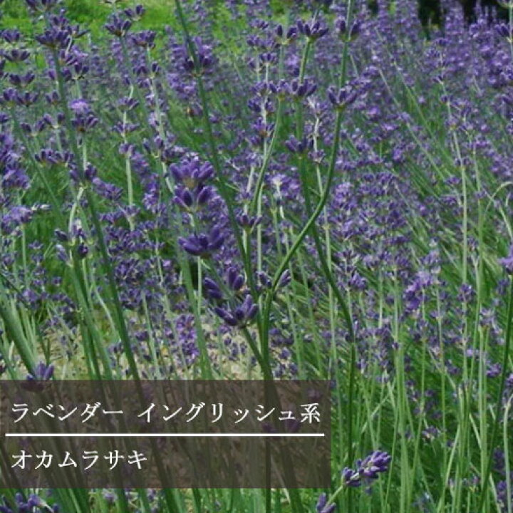 楽天市場 3 5号大苗 ラベンダー イングリッシュ系 おかむらさき 3 5号ポット苗イングリッシュラベンダー アンガスティフォリア オカムラサキハーブ苗 花苗 多年草 イングリッシュガーデン 香り 宿根草 鉢花 寄せ植え 耐寒性 耐暑性 ブルー パープル 青 紫 花みどり