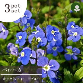 楽天市場 宿根草 ブルーガーデン 花 ガーデン Diy の通販