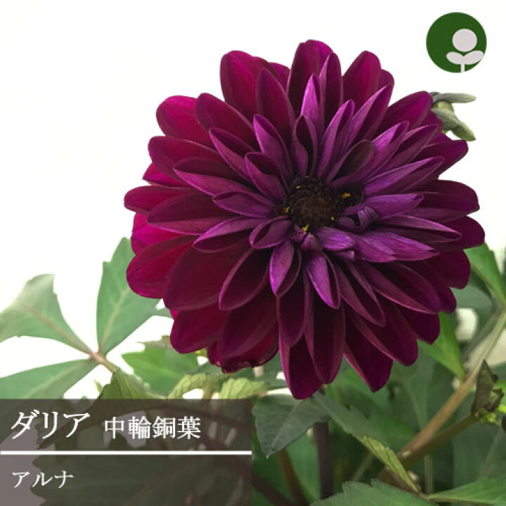 楽天市場 中輪銅葉 ダリア ダラヤミーナ アルナ 4 5号ポット 花苗 鉢花 多年草 宿根草 寄せ植え カラーリーフ 球根 耐寒性あり 耐暑性あり 四季咲き 花みどりマーケット 楽天市場店 楽天市場 中輪銅葉 ダリア ダラヤミーナ アルナ 4 5号ポット 花苗 鉢花 多年草 宿根草 寄せ植え カラーリーフ 球根 耐寒性あり 耐暑性あり 四季咲き 花みどりマーケット 楽天市場店
