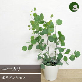 楽天市場 ユーカリ 切り花の通販