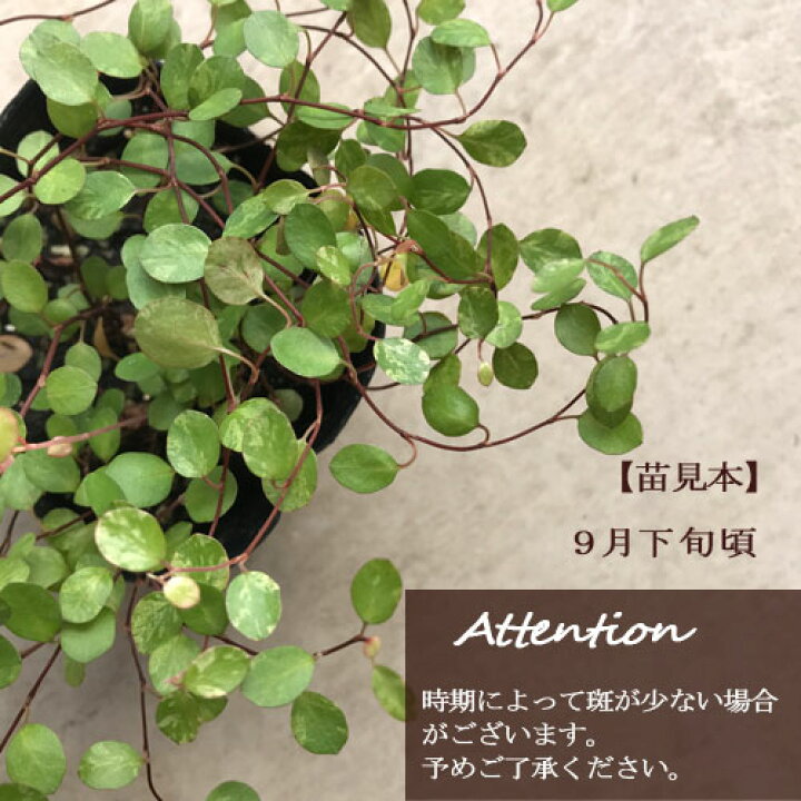 楽天市場 ワイヤープランツ 斑入り スポットライト 3号ポット苗カラーリーフ 寄せ植え 観葉植物 花苗 多年草 花みどりマーケット 楽天市場店
