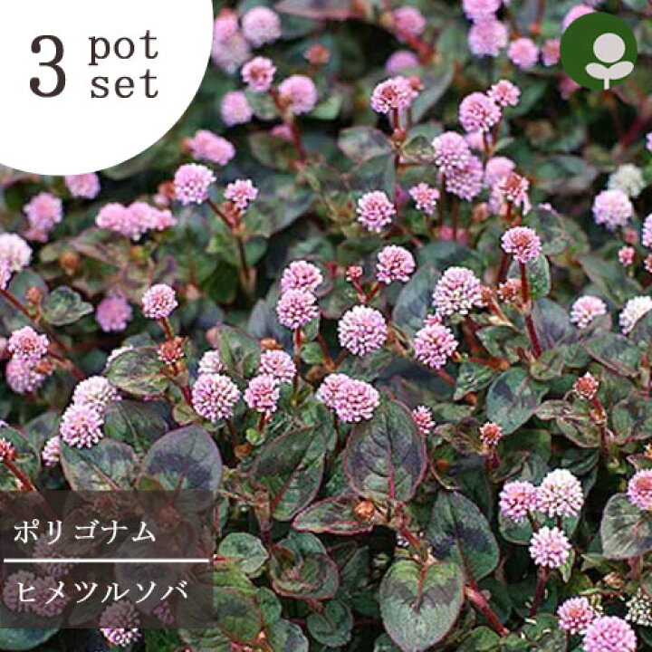 楽天市場 3個セット ヒメツルソバ ポリゴナム 3号ポット苗 計3ポットグランドカバー カラーリーフ 宿根草 花苗 多年草 花みどりマーケット 楽天市場店