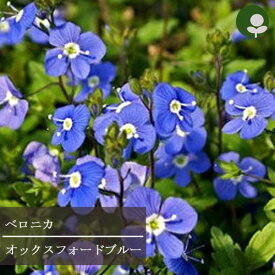 楽天市場 グランドカバー 多年草 花 ガーデン Diy の通販