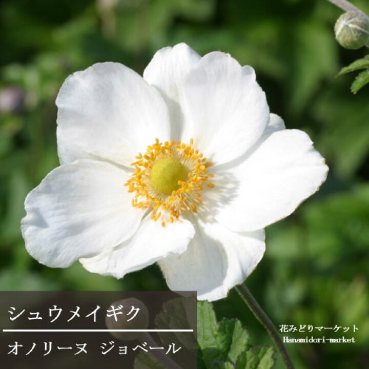 楽天市場 秋明菊 シュウメイギク オノリーヌ ジョベール 白一重 4号ポット苗 ホノリーン ジョベルト ガーデニング イングリッシュガーデン 日陰 シェード 花苗 宿根草 多年草 白 ホワイト 花みどりマーケット 楽天市場店