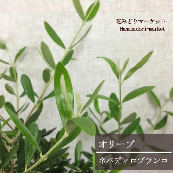 楽天市場 オリーブ ネバディロブランコ 5号ポット苗観葉植物 インテリアグリーン シンボルツリー カラーリーフ 果樹 花木 庭木 寄せ植え ベランダ 花みどりマーケット 楽天市場店