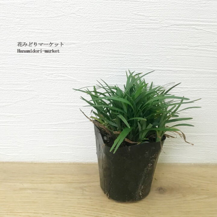 楽天市場 40個セット リュウノヒゲ タマリュウ 玉竜 2 5号ポット苗 計40ポット ギョクリュウ グランドカバー 日陰 花みどりマーケット 楽天市場店