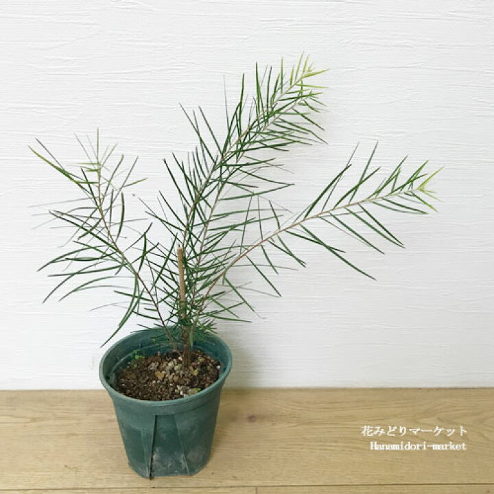 楽天市場 アカシア フェニックスゴールド 4号ポット苗切り葉 切り花 庭木 花木 ミモザ 鉢花 花苗 苗 カラーリーフ 紅葉 花みどりマーケット 楽天市場店