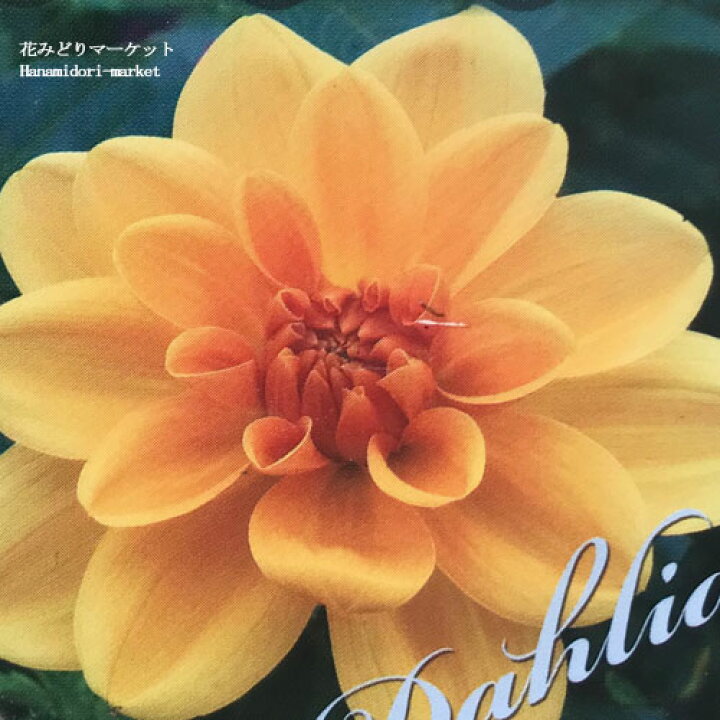 楽天市場 ダリア 中輪 ガーデンダリア 杏の星 あんのほし 3 5号ポット ダリヤ 花苗 鉢花 多年草 宿根草 寄せ植え カラーリーフ 球根 耐寒性あり 耐暑性あり 四季咲き オレンジ 花みどりマーケット 楽天市場店