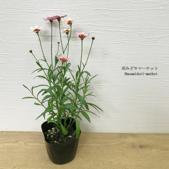 楽天市場 期間限定特価 コレオプシス ガーネット 3号ポット苗イングリッシュガーデン 花苗 多年草 宿根草 ピンク レッド 鉢花 耐寒性 耐暑性 夏 秋 四季咲き 花みどりマーケット 楽天市場店 楽天市場 期間限定特価 コレオプシス ガーネット 3号ポット苗イングリッシュガーデン 花苗 多年草 宿根草 ピンク レッド 鉢花 耐寒性 耐暑性 夏 秋 四季咲き 花みどりマーケット 楽天市場店