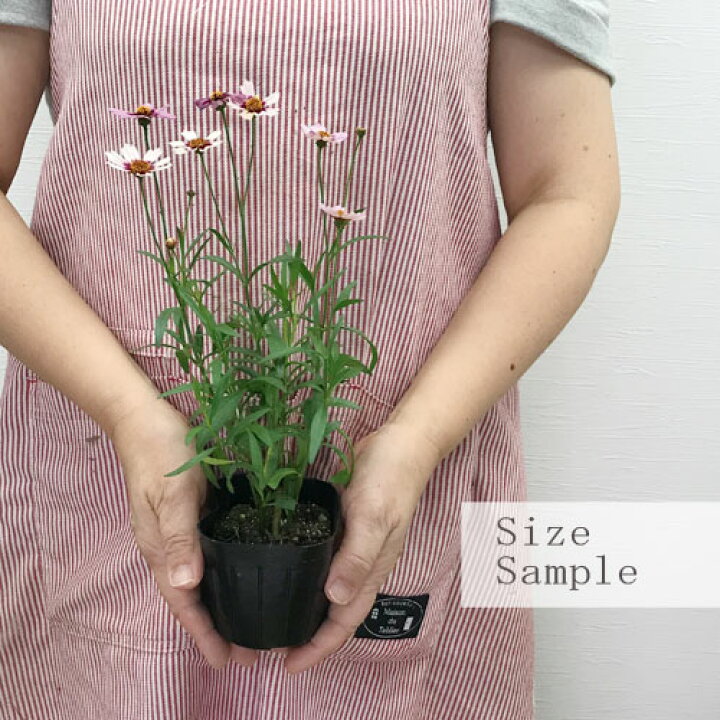 楽天市場 期間限定特価 コレオプシス ガーネット 3号ポット苗イングリッシュガーデン 花苗 多年草 宿根草 ピンク レッド 鉢花 耐寒性 耐暑性 夏 秋 四季咲き 花みどりマーケット 楽天市場店 楽天市場 期間限定特価 コレオプシス ガーネット 3号ポット苗イングリッシュガーデン 花苗 多年草 宿根草 ピンク レッド 鉢花 耐寒性 耐暑性 夏 秋 四季咲き 花みどりマーケット 楽天市場店