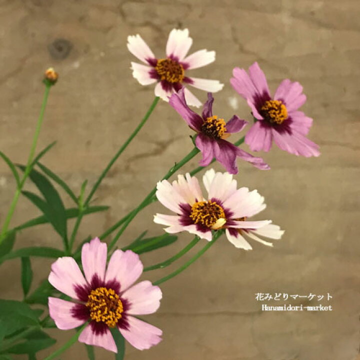 楽天市場 期間限定特価 コレオプシス ガーネット 3号ポット苗イングリッシュガーデン 花苗 多年草 宿根草 ピンク レッド 鉢花 耐寒性 耐暑性 夏 秋 四季咲き 花みどりマーケット 楽天市場店 楽天市場 期間限定特価 コレオプシス ガーネット 3号ポット苗イングリッシュガーデン 花苗 多年草 宿根草 ピンク レッド 鉢花 耐寒性 耐暑性 夏 秋 四季咲き 花みどりマーケット 楽天市場店