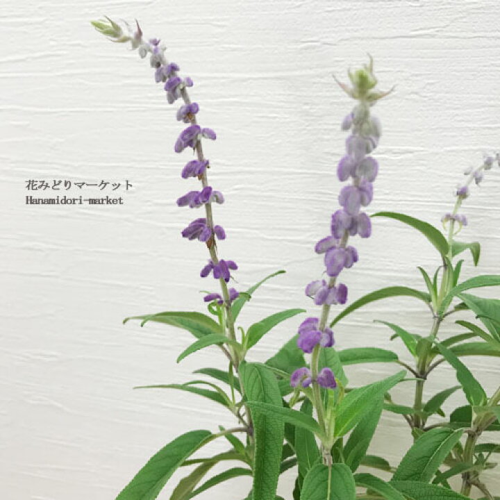 楽天市場 宿根サルビア レウカンサ アメジストセージ 3 3 5号ポット苗 サルビア 花苗 多年草 宿根草 セージ ハーブ苗 パープル 紫 花みどりマーケット 楽天市場店 楽天市場 宿根サルビア レウカンサ アメジストセージ 3 3 5号ポット苗 サルビア 花苗 多年草 宿根草 セージ ハーブ苗 パープル 紫 花みどりマーケット 楽天市場店