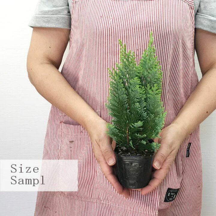 イングの森 花 苗 苗木 球根 コニファー 家庭樹 寄せ植え 常緑低木 ヒノキ科 育て方ローソンヒノキ イボンヌ １株 垣根 シンボルツリー