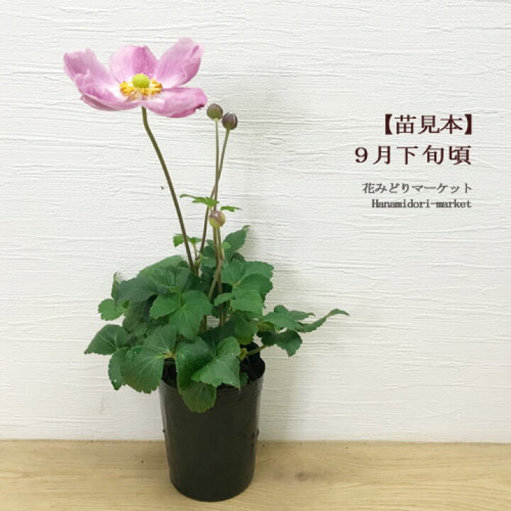 楽天市場 秋明菊 シュウメイギク チャボ 一重 ピンク花 3号ポット苗花苗 苗 宿根草 多年草 秋 ピンク 耐寒 耐暑 日陰 シェード 花みどりマーケット 楽天市場店