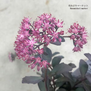 yPi / 3ZbgzZ_ JXo~Zo 3|bgchCK[f ϊ J[[t h A