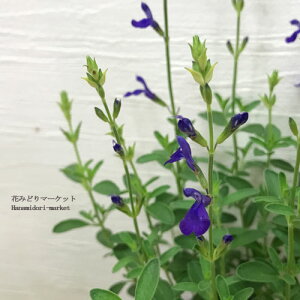 yPi / 3ZbgzhTrA u[m[g 3|bgcTrA ObM[ / `F[Z[W CObVK[f  u[K[f@ԕc N