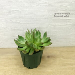 GPxA [ 2.5`3|bgcA ϗtA  CeAO[