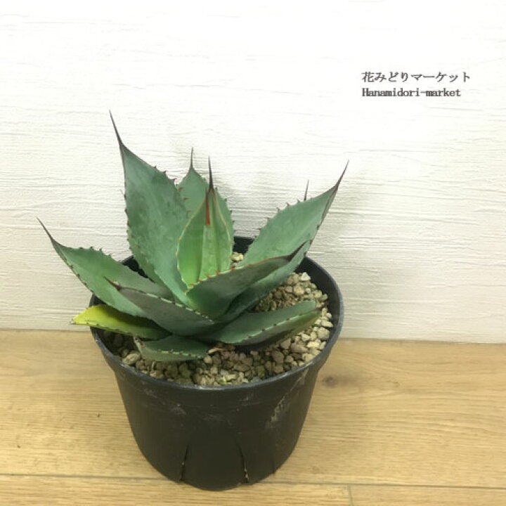 楽天市場】アガベ パリー トルンカータ 5号ポット 多肉植物 ドライ 