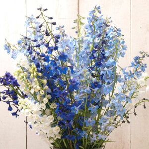 ftBjExhi3|bgcy؉ԌzftBj[