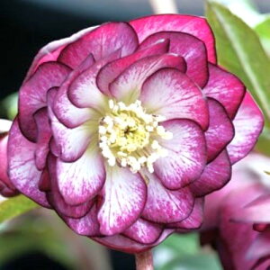 �y�P�i / 3�Z�b�g�z�N���X�}�X���[�Y���d�I���G���^���X �o�C�J���[�n 2.5�`3���|�b�g�c�w���{���X ���d �� �z���C�g �_�u�� �ԕc �h���� ���N�� ���� �Ԓd ���A �V�F�[�h �k����