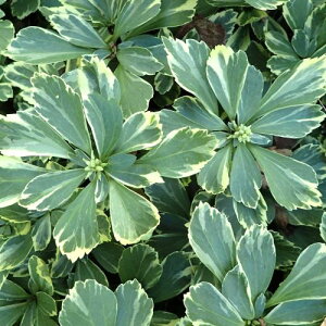 yPi / 3ZbgztbL\E  pLTh oGK[^ 3|bgch@OhJo[@J[[t@ϊ@Ϗ