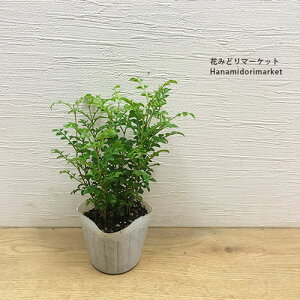 yPi / 3ZbgzV}glR 3|bgc 񂹐A V{c[ ϗtA CeAO[ ϗtA 