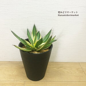 AKxܐFiSVLo_Cj5|bgϗtA@A hCK[f